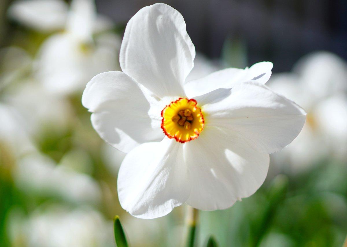 NARCISSUS