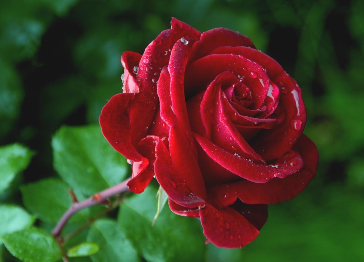 Garden Rose
