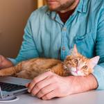 “O gato nos reconecta com a nossa humanidade”