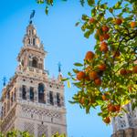 Plantada por um santo há 800 anos, esta laranjeira continua viva