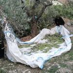 Sud-Liban : le rêve du père Tony Chalhoub pour faire revivre la culture de l’olive