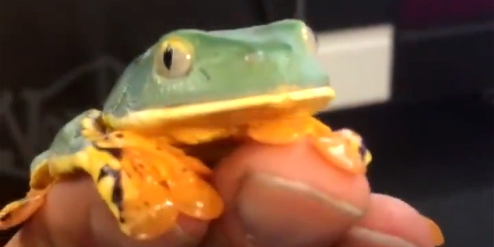 SYLVIA,TREE,FROG
