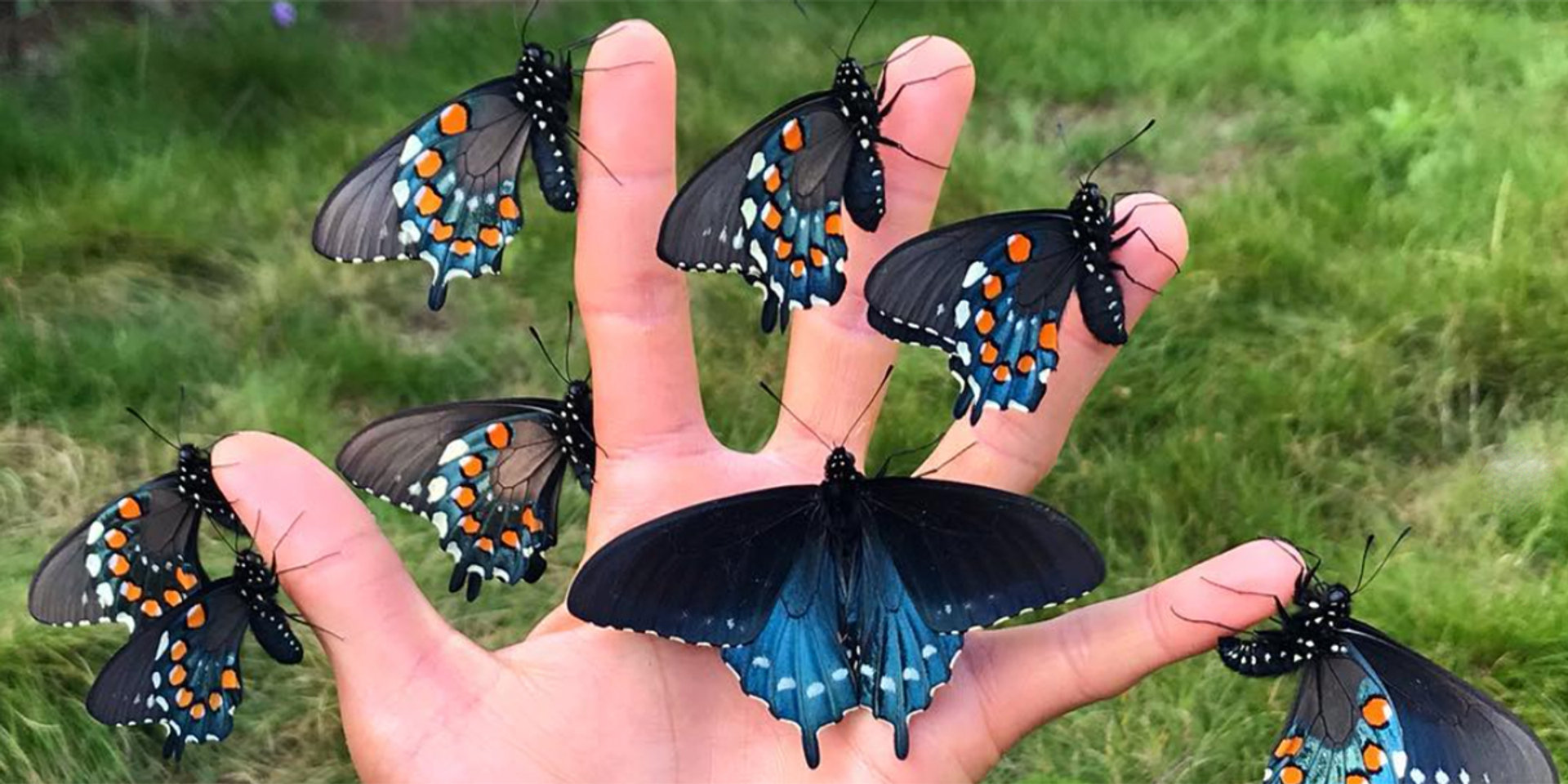 How one man has brought a rare butterfly back to San Francisco