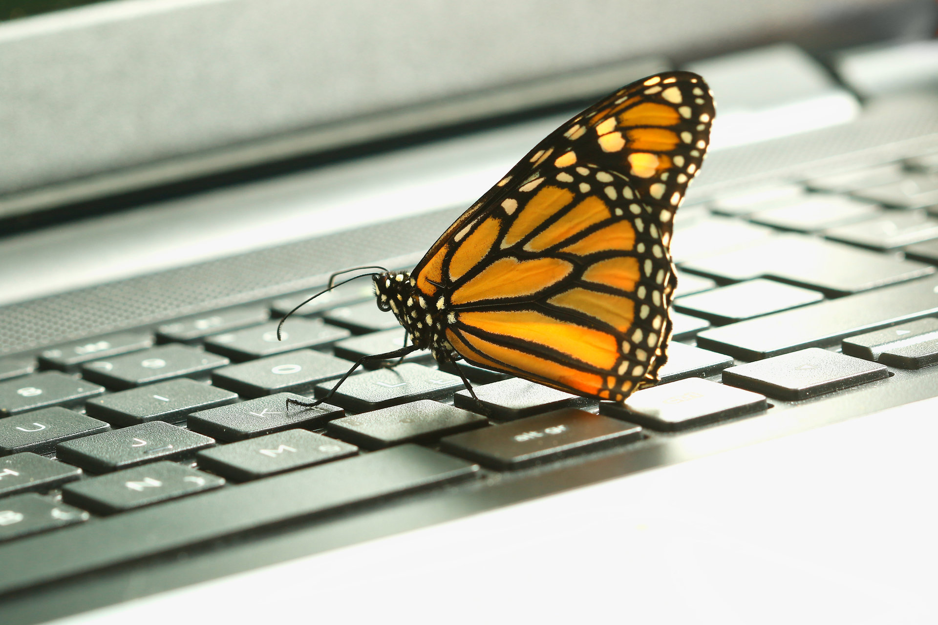 BUTTERFLY