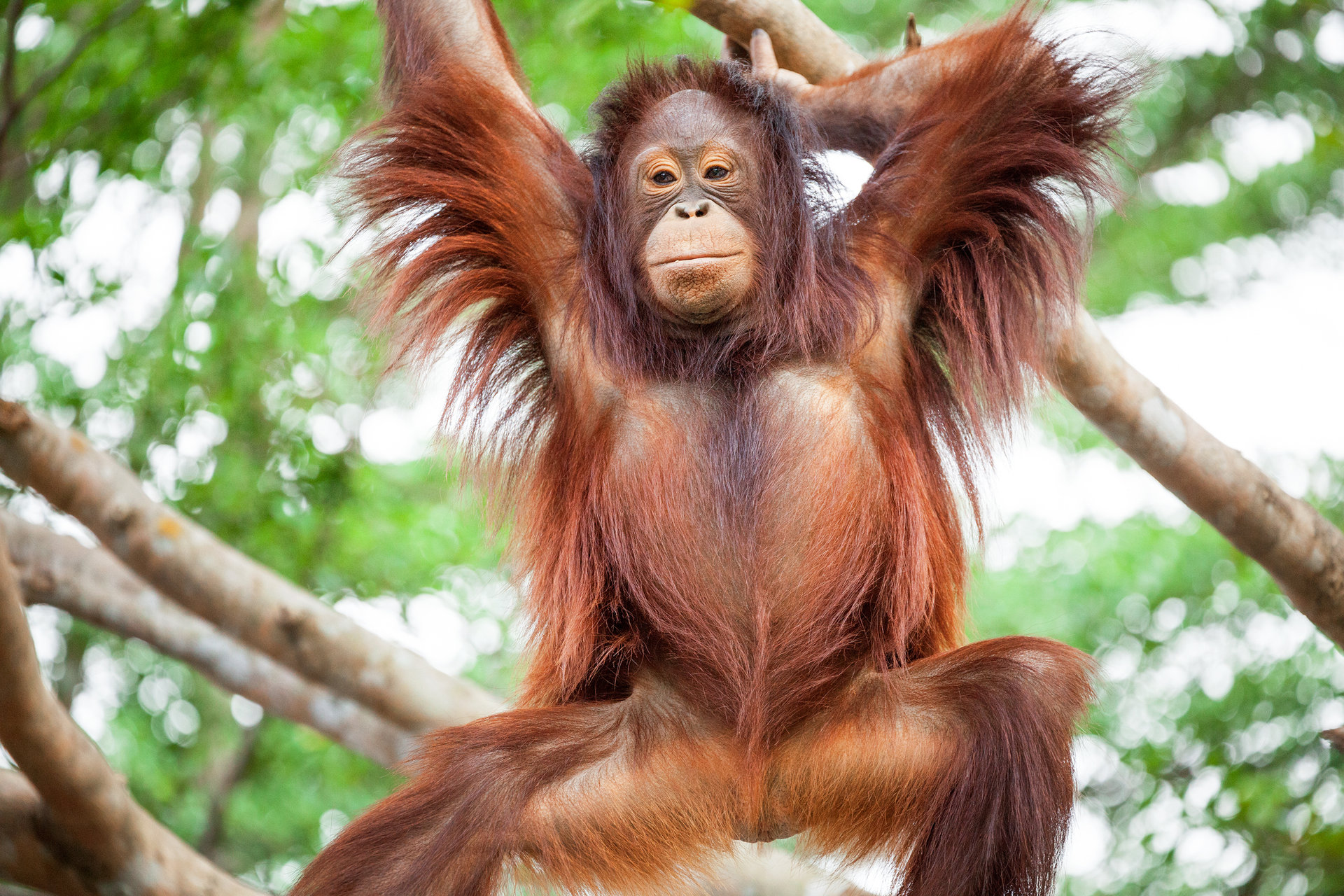Orangutan,Cute