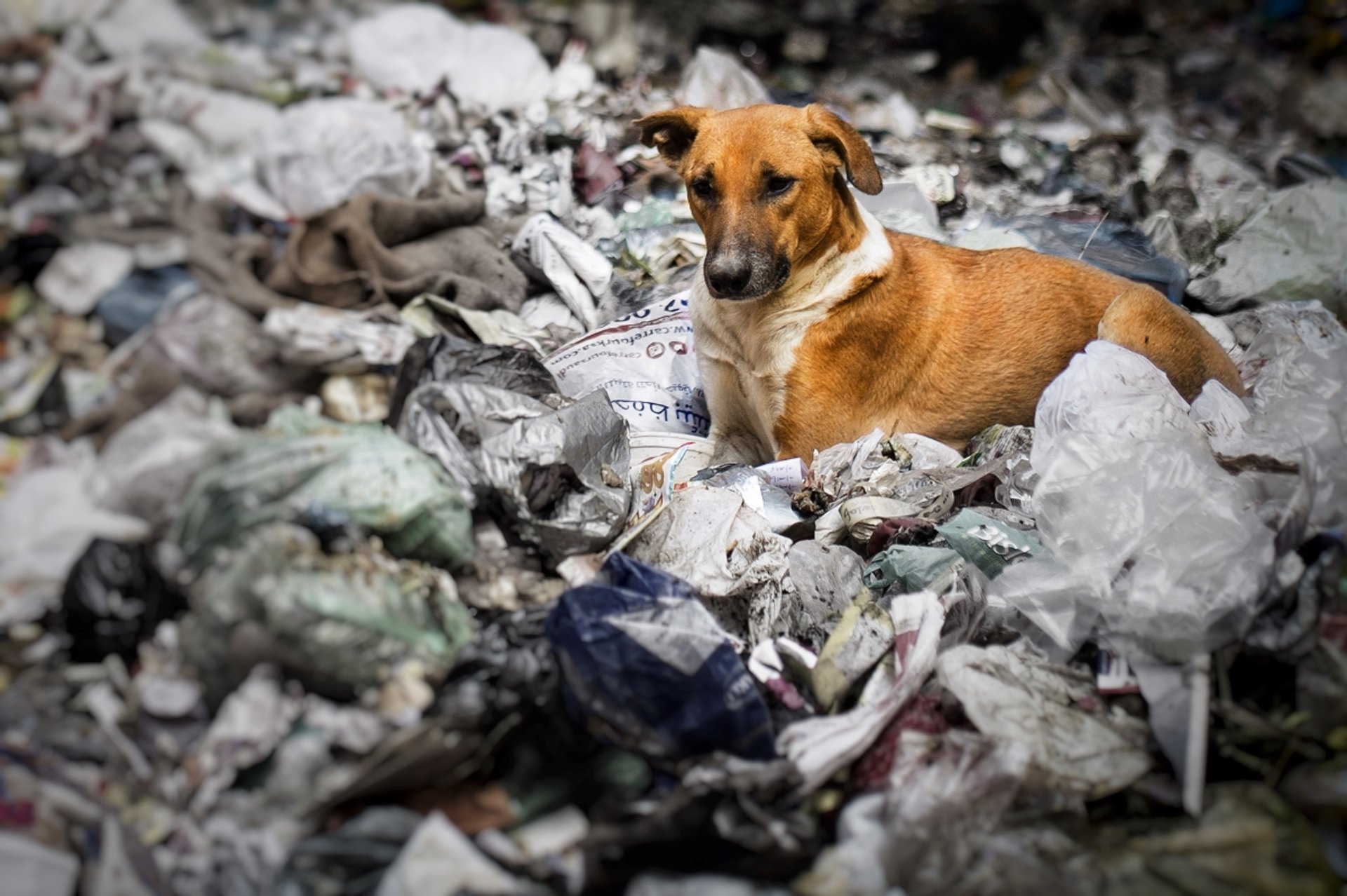 Stay dog in garbage pile