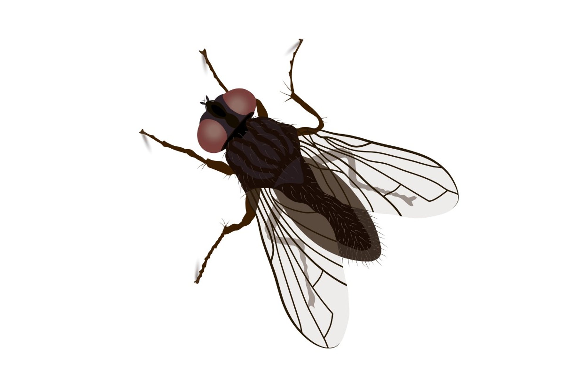 MOUCHE.jpg