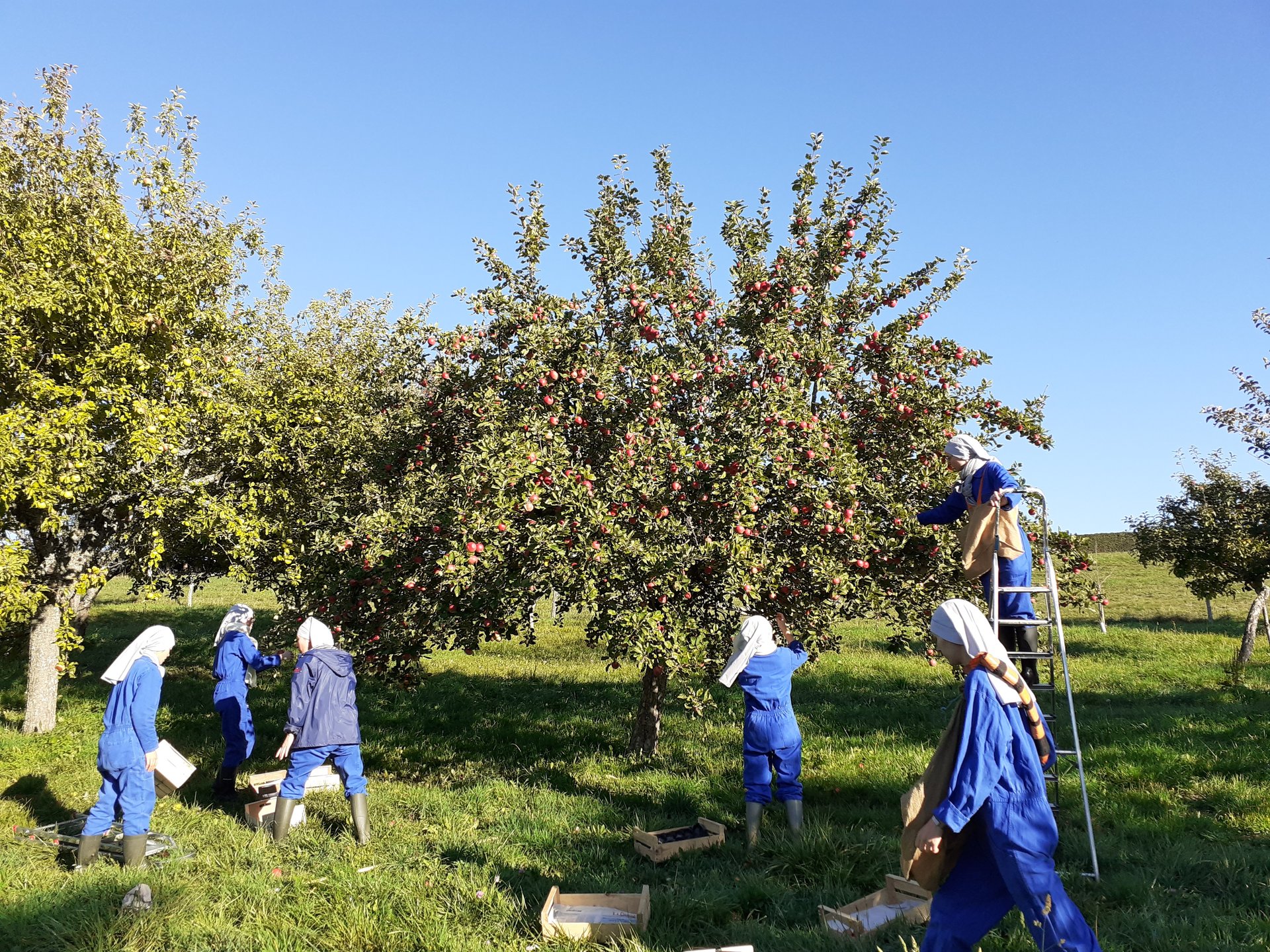 Le verger des sœurs du monastère Notre-Dame du Sacré-Cœur de Chambarand, dans le diocèse de Grenoble, regorge de mille variétés de pommes. Un fruit que les Bernardines s’emploient chaque jour à transformer en chips croustillantes depuis 2025.