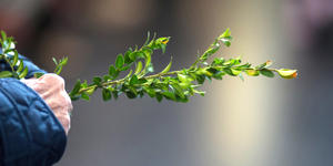 Rameaux : six alternatives à la traditionnelle branche de buis
