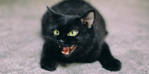 Por que tem gente que acha que os gatos pretos são “símbolos do demônio”?