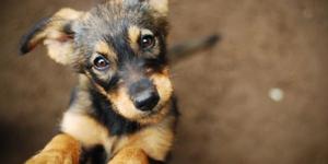 Chien, chat, cheval… retrouverons-nous nos animaux de compagnie au Paradis ?