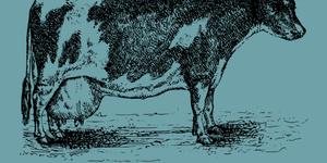 Vous ne comprenez rien aux ordres religieux ? Cette vache va tout vous expliquer