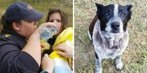 Deaf dog helps rescue 3-year-old girl lost in the wilderness