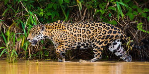 In the Amazon, a miraculous cure after a jaguar attack