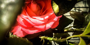 How St. Therese gave me incredibly unexpected and delightful news about “offering it up”
