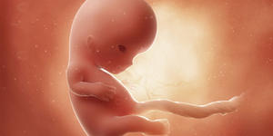 Le neuroscienze sono prolife: il concepito è dominato dallo sviluppo del cervello, da subito!
