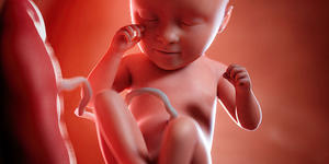 La placenta, organo condiviso che ci dà la vita. Sapevate che è un prodotto dell’embrione?