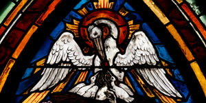 Le bestiaire de la Bible : le pélican, symbole de l’amour du Christ