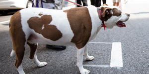 ¿Quién es el santo de los perros?