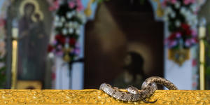 Why snakes on a Greek island venerate the Virgin Mary on August 15