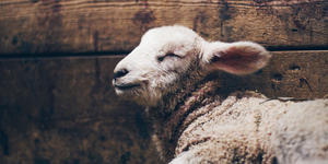 Sacrifícios de animais na Bíblia: como explicar isso?