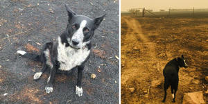 Sheepdog rescues hundreds of animals in Australian fire