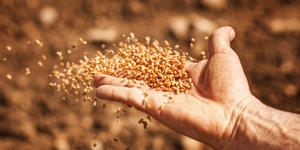 Don’t use wheat as a weapon of war, pleads Pope