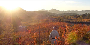 Oldest papal vineyard blends charity into award-winning wine
