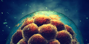 Human embryo experiments can now be done past 2 weeks