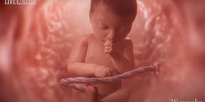 This never before seen video reveals the miracle of life in the womb