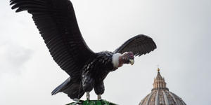 El cóndor pasa … en el pesebre en Plaza de San Pedro