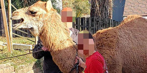 Camel from live Nativity scene takes police on a town-wide chase