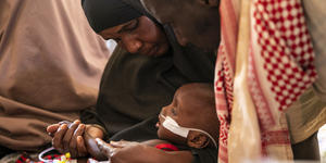 In Somalia, camels are dropping dead