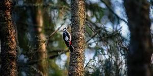 Research says one of the best things for your mental health is … birds!