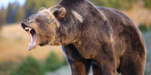 Hero college wrestler jumps a grizzly bear to save his friend’s life