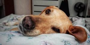 Priest finds homes for stray dogs one Mass at a time
