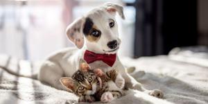 Cómo tratar a las mascotas según san Antonio Abad