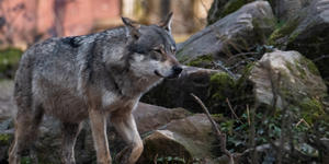 Le retour du loup, un signe de décivilisation ? 