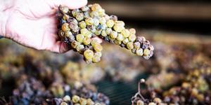 ¿Qué vino se sirvió en la Última Cena?