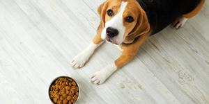 Adorable devout dog insists on prayers before meals