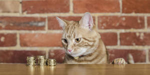 The charming way cats and saints nearly “bankrupted” a senior