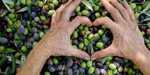 How Benedictine monks “invented” one of Italy’s most beloved olives