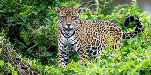 En Amazonie, la guérison miraculeuse de Sorino après une attaque de jaguar