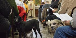 La bénédiction des animaux de compagnie, une manière de se rapprocher de Dieu ?