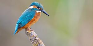 Le martin-pêcheur, cet oiseau qui doit son nom à un grand saint !