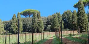 The Vatican’s own “Laudato si’” wine to be available in 2027
