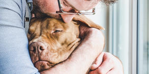 6 Comforting Bible verses when a beloved pet is sick or dying