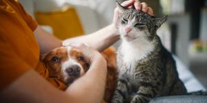 Do you know your pet’s patron saint?