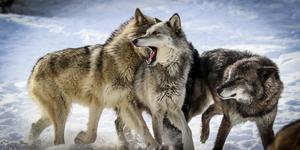 An Inuit proverb explains porn addiction in a powerful way