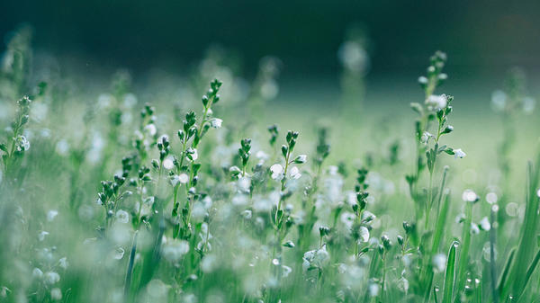 MEADOW